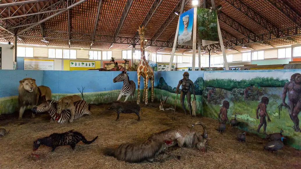 memorial-do-cerrado-museu-historia-natural-animais