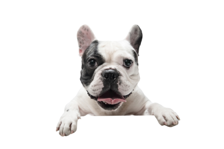 Pets - Hotel Santos Dumont Aeroporto - Goiania - Goias